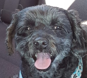 Happy dog after a workout